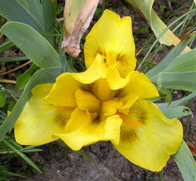 Iris_Spanish_Coins_6.5.08.jpg