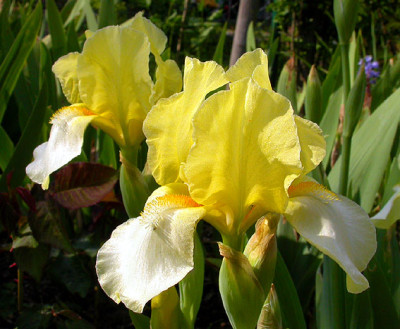 Iris_Blessed_Again_nah_6.5.08.jpg