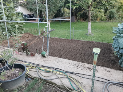 Tomaten abgeräumt 20220912.jpeg
