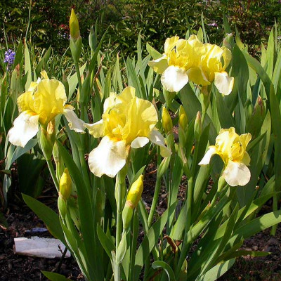 Iris_Blessed_Again_6.5.08.jpg
