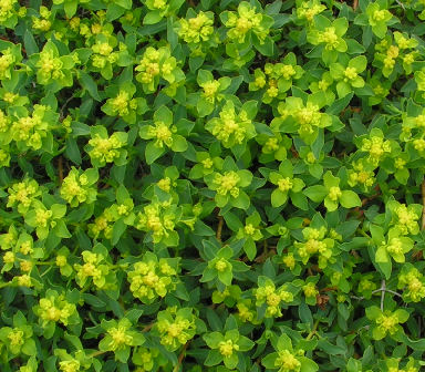 Euphorbia_spinosa_128.jpg