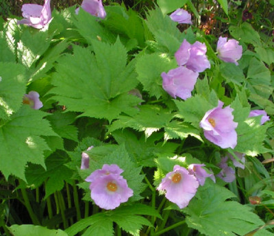 Glaucidium_palmatum_104.jpg