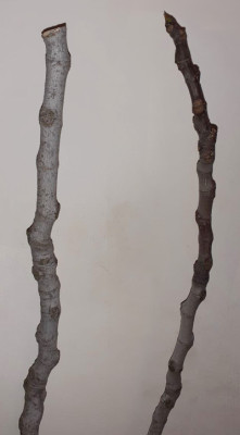 Junifeige Triebe neu 01.jpg