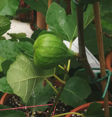 Bozener-Abmoosen22-Frucht.jpg
