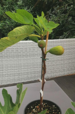 FigoMoro-AbmoosenFrucht22.jpg