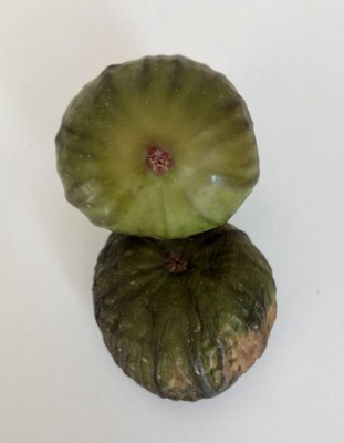 Junifeige Früchte.jpg
