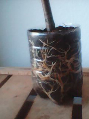 Junifeige Bewurzelung.jpg