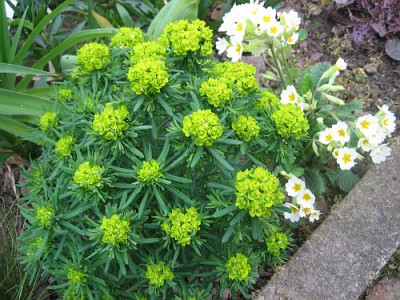 Euphorbia_44681.jpg