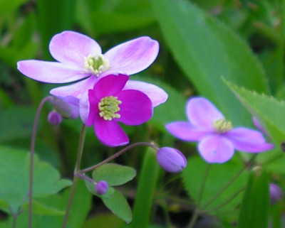 Thalictrum_orientale_164.jpg