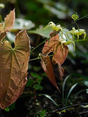 brimstone-butterfly.jpg