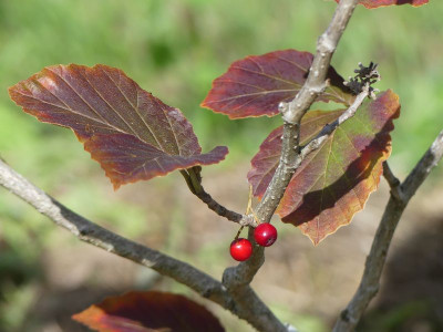 2022-09-16 Hamamelis 'Yamina'.jpg
