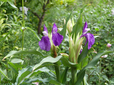 2022-09-16 Roscoea auriculata 2.jpg