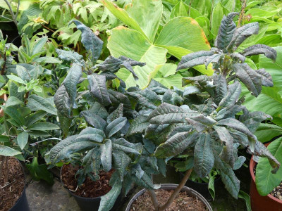 2022-09-16 Rhododendron luteum 'Blaues Wunder'.jpg