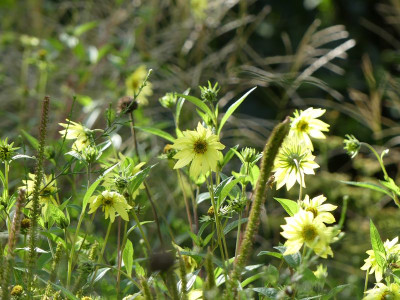 2022-09-16 Helianthus 1.jpg