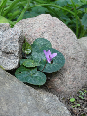 2022-09-16 Cyclamen purpurascens.jpg