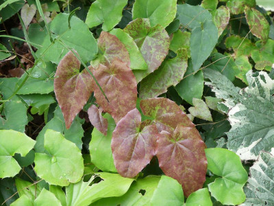 2022-09-14 Epimedium 'Rik'.jpg