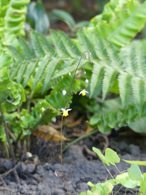 2022-09-16 Epimedium 'Moonlight'.jpg