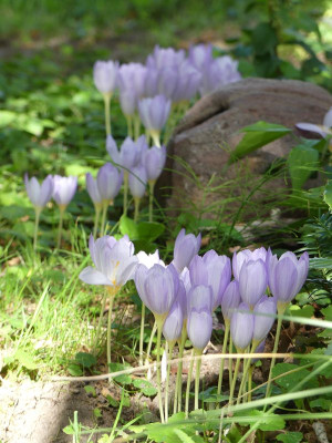 2022-09-16 Crocus kotschyanus 3.jpg
