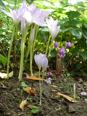 2022-09-16 Crocus kotschyanus 1.jpg