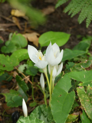 2022-09-16 Crocus banaticus 'White Snow' 3.jpg
