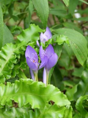 2022-09-16 Crocus banaticus 1.jpg