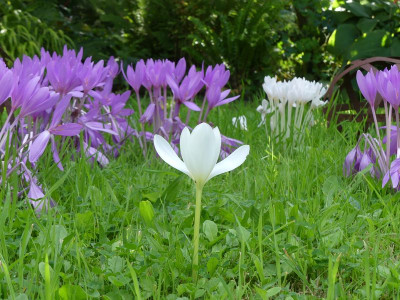 2022-09-16 Colchicum speciosum 'Album' 1.jpg