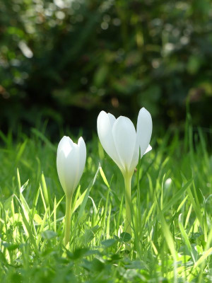 2022-09-16 Colchicum speciosum 'Album' 2.jpg