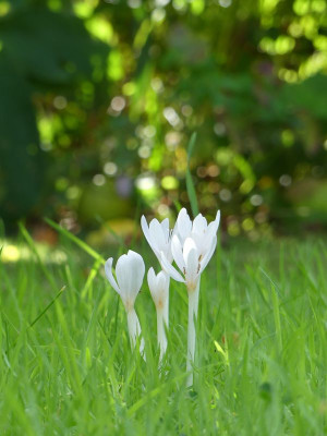 2022-09-16 Colchicum autumnale 'Album' 2.jpg