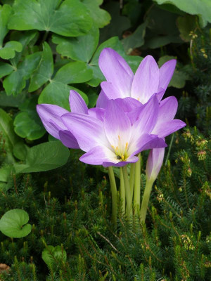2022-09-16 Colchicum 2.jpg