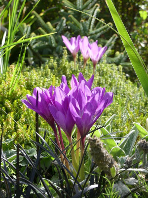 2022-09-16 Colchicum 'Jenny Robinson' 1.jpg