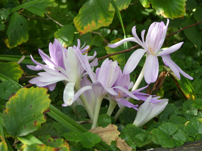 2022-09-16 Colchicum 'Waterlilly' 2.jpg