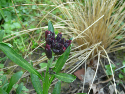 erysimum_bluete.jpg