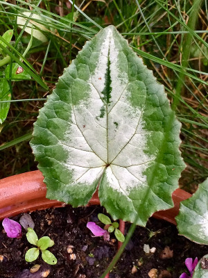 2022-09-15 nur ein Blatt Cycl. hederi.jpg