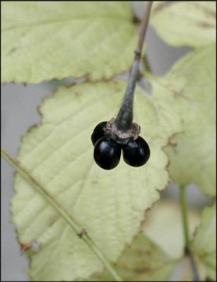 Rhodothypos_scandens.JPG