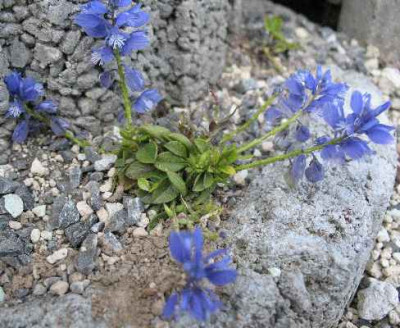 7.5.08._Polygala_calcarea_Lilith_.JPG