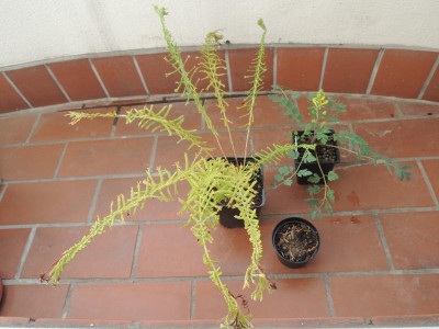 DSCN4126.JPG