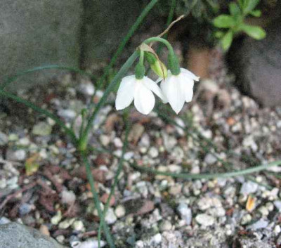 7.5.08._Leucojum_nicaeense_.JPG