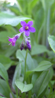 Pseudomertensia_primuloides_fars_2008.jpg