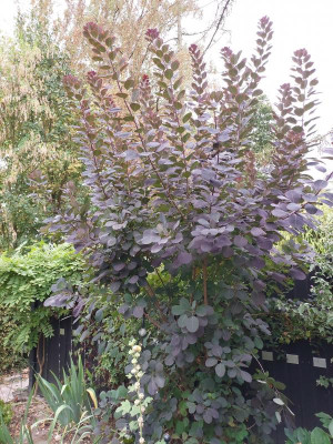 Cotinus coggryia Royal Purple.jpg