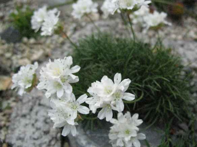 7.5.08._Armeria_juniperifolia_alba_.JPG