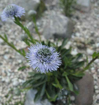 7.5.08._Globularia_valentina_.JPG