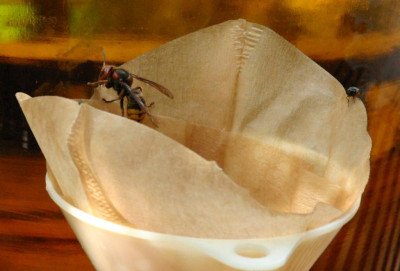 Hornissenbesuch.JPG