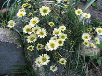 7.5.08._Erigeron_aurens_Canary_Bird_.JPG