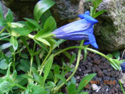 G-_acaulis.JPG
