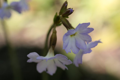 primula_yargoensis_Groenveranderung.JPG