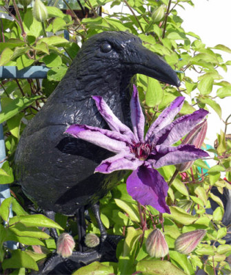 clematis_2008_01.jpg