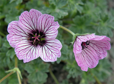 geranium_cin_01.jpg