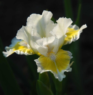 A6347a_Large.JPG