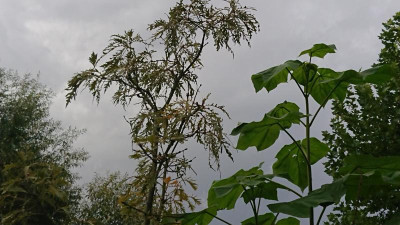 Quercusp1.JPG