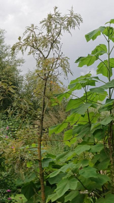 Quercusp.JPG